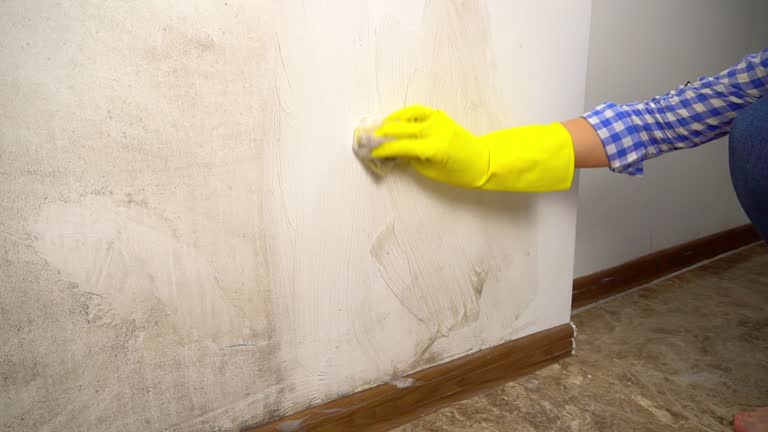 Best Mold Damage Restoration  in Ardmore, PA