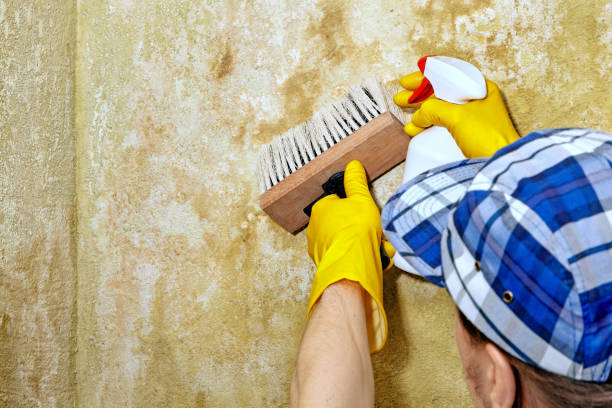 Best Mold Remediation for Healthcare Facilities  in Ardmore, PA