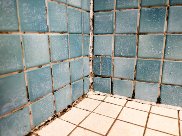 Best Attic Mold Removal  in Ardmore, PA