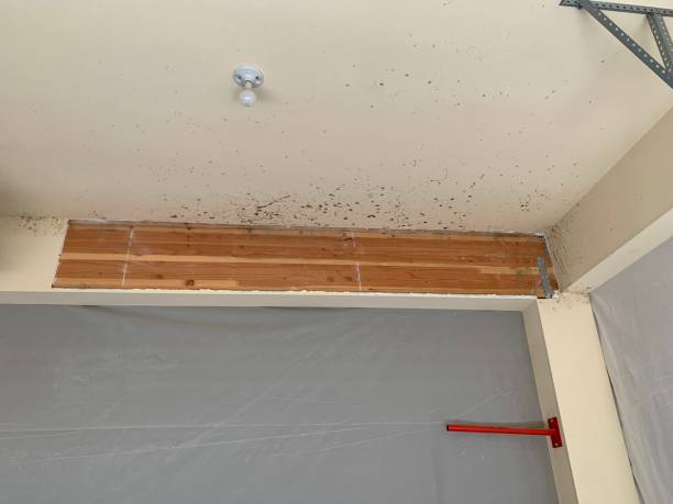 Best Emergency Mold Remediation  in Ardmore, PA