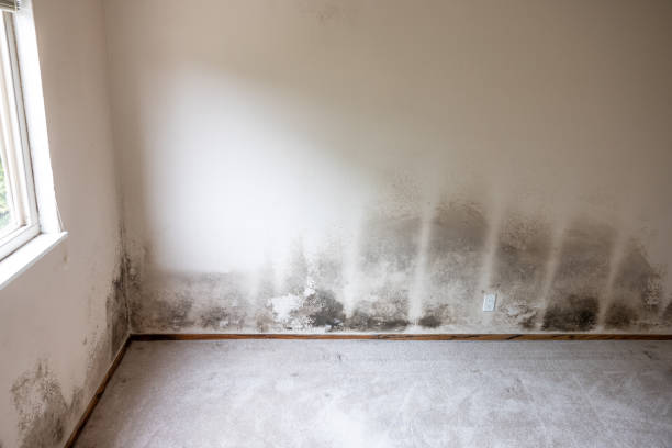 Best Crawl Space Mold Remediation  in Ardmore, PA