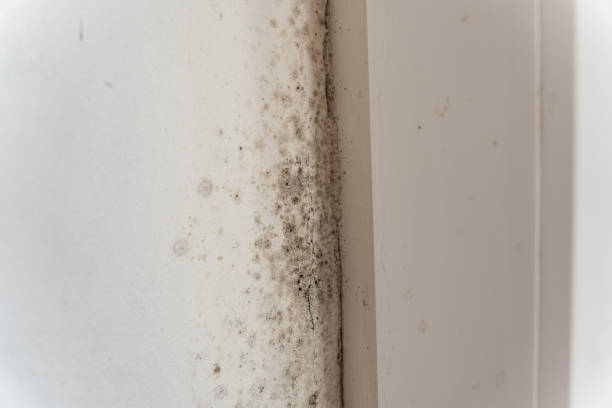 Best Basement Mold Removal  in Ardmore, PA