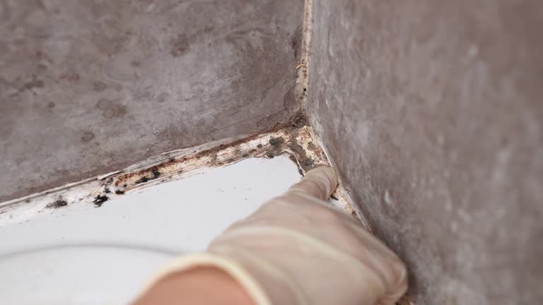 Environmental Consulting for Mold Prevention in Ardmore, PA